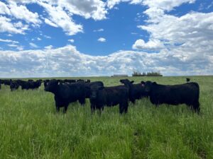 black beef cattle in tall green grass