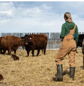 female beef producer prepares to tag and treat newborn calf